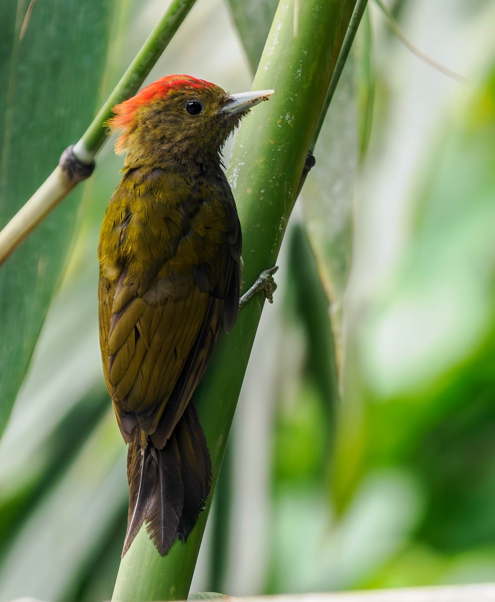 Bamboo Woodpecker - ML608737578