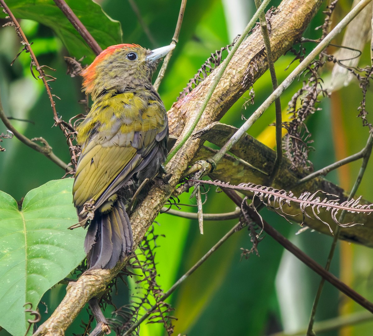 Bamboo Woodpecker - Susan Mac