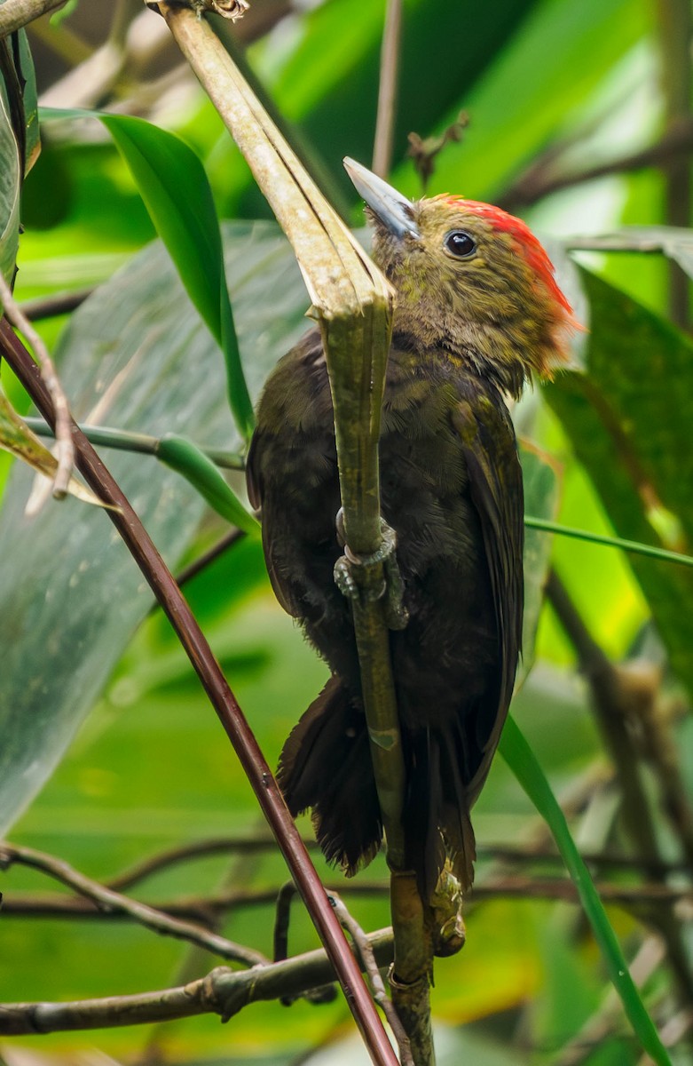 Bamboo Woodpecker - Susan Mac