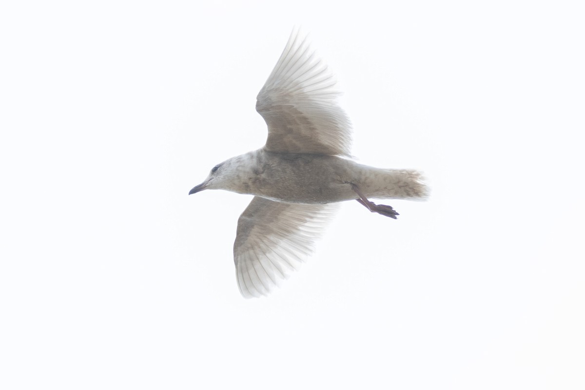 Gaviota Groenlandesa - ML608737645