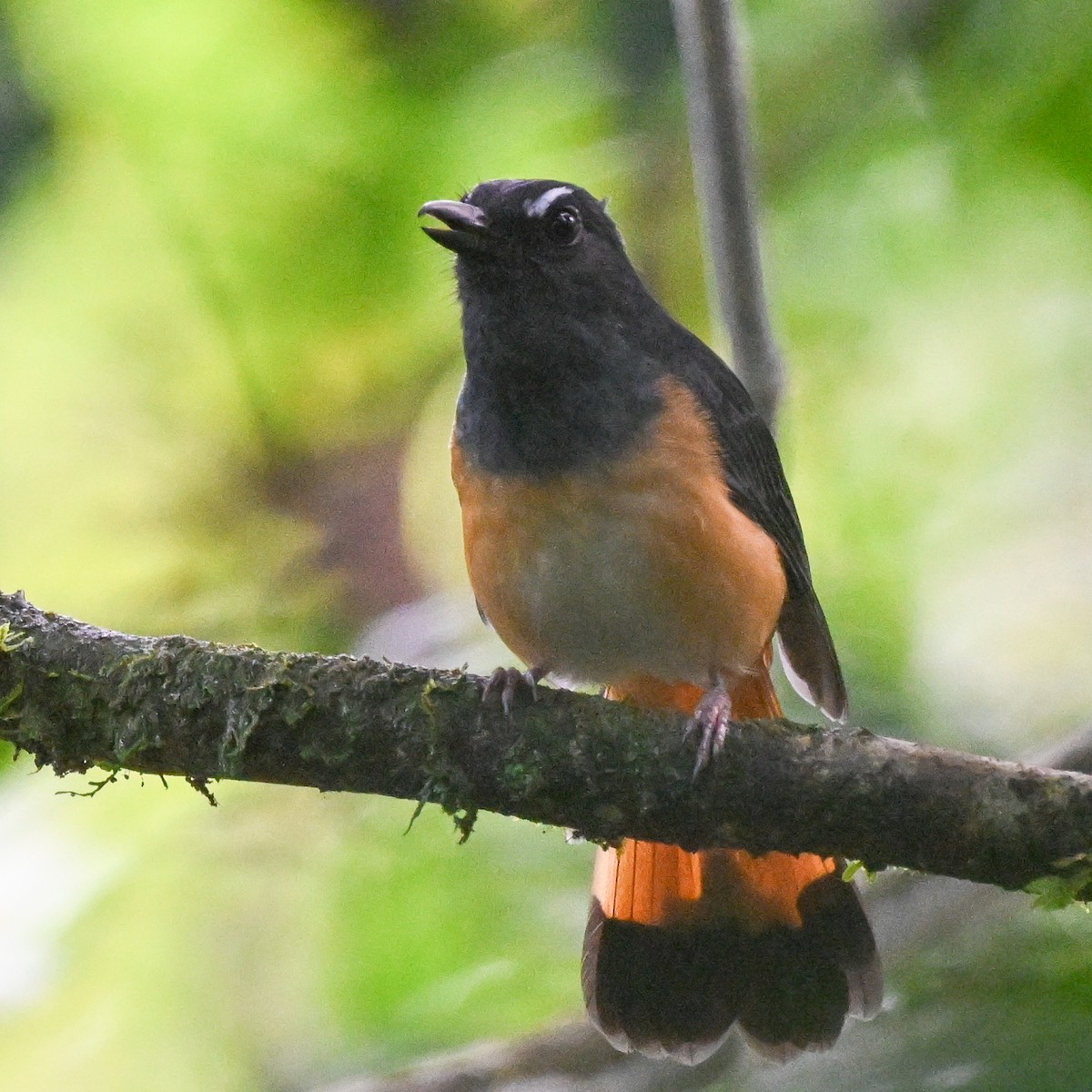 Rufous-tailed Shama - Steve McInnis