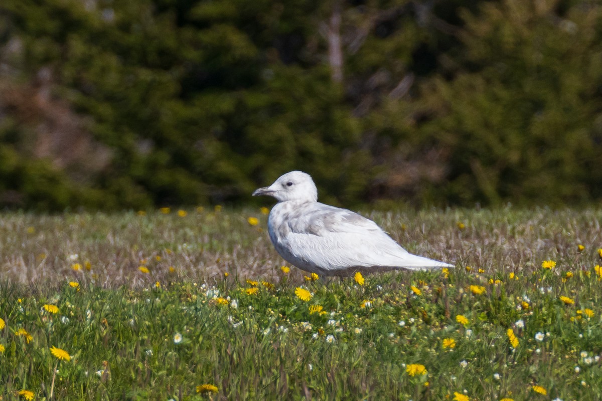 Goéland arctique - ML608737663