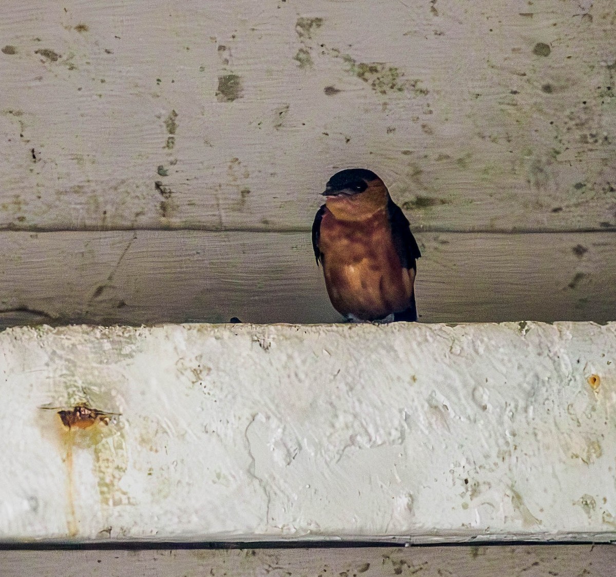 Rufous-bellied Swallow - Susan Mac