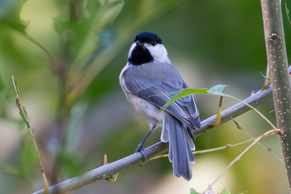 Carolina Chickadee - ML608737809