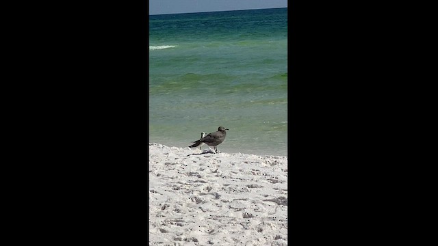 Goéland gris - ML608737817