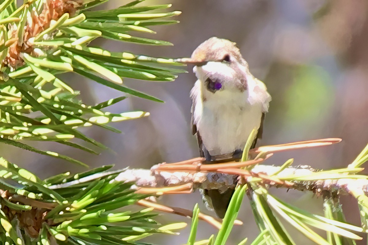 Costa's Hummingbird - ML608737841