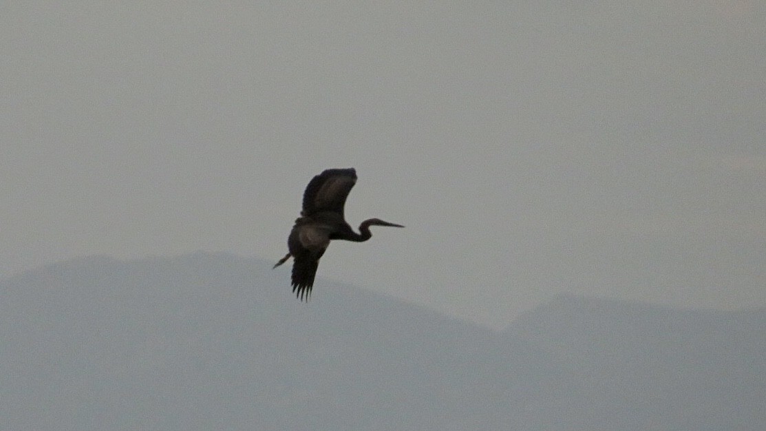 Purple Heron - ML608737861