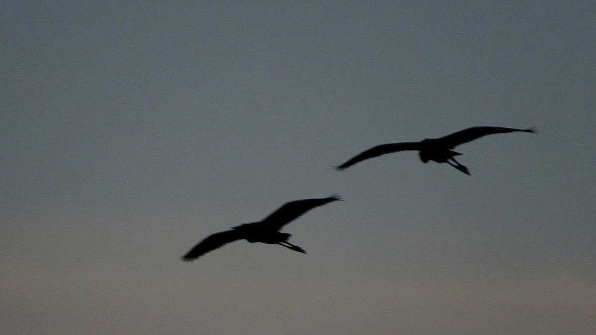 Purple Heron - ML608737862