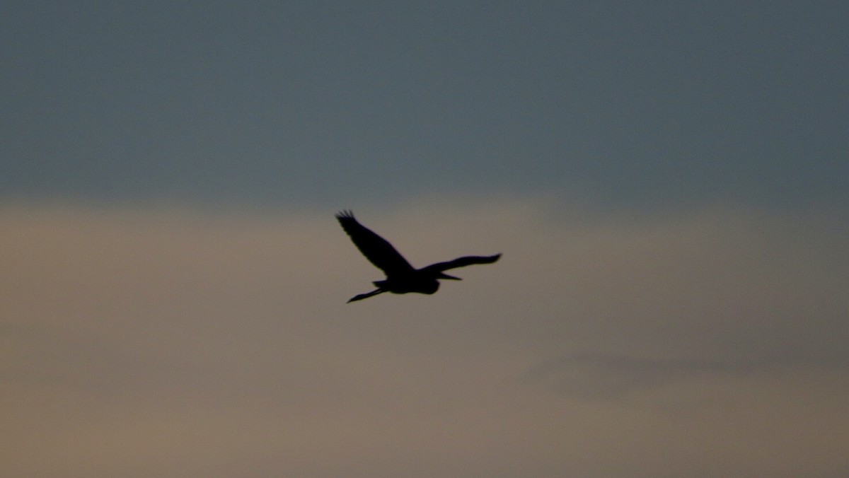 Purple Heron - ML608737863