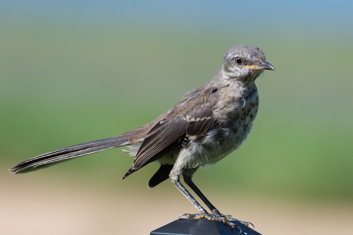 Northern Mockingbird - ML608737869