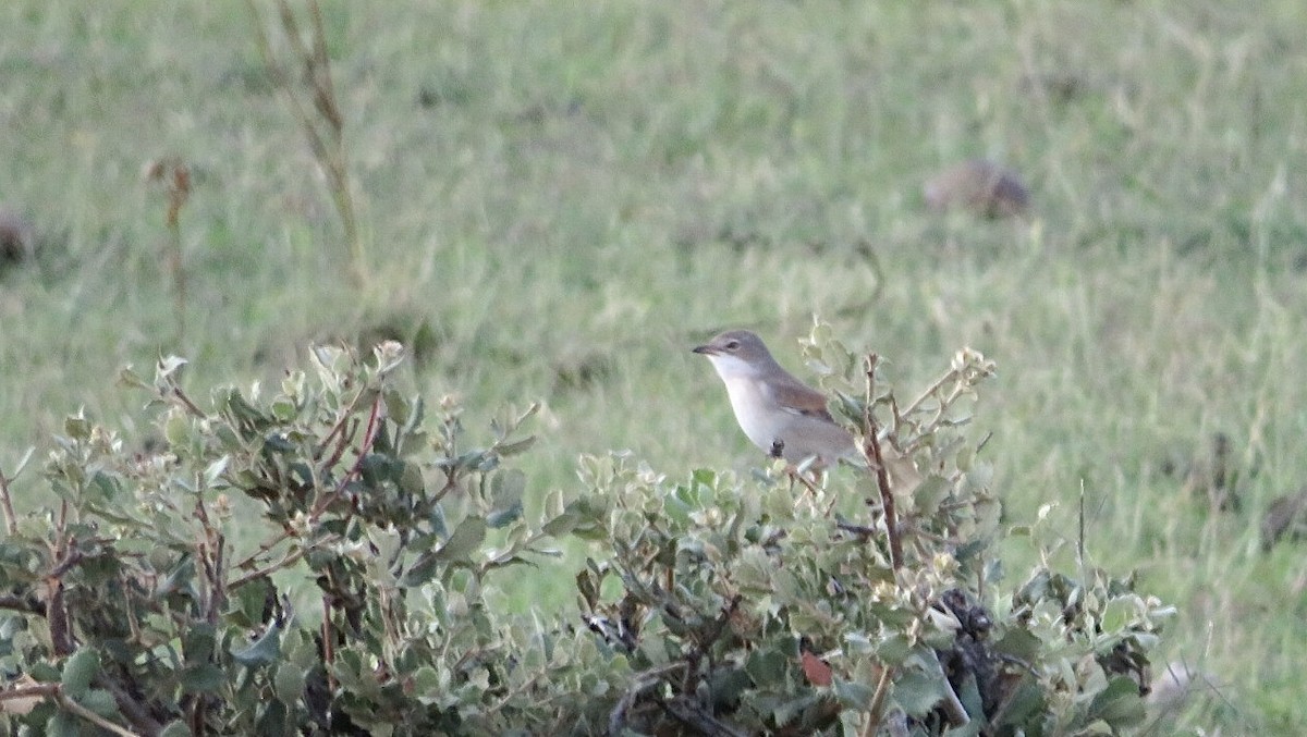 Greater Whitethroat - ML608737871