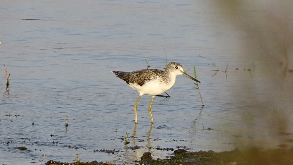 Common Greenshank - ML608737914