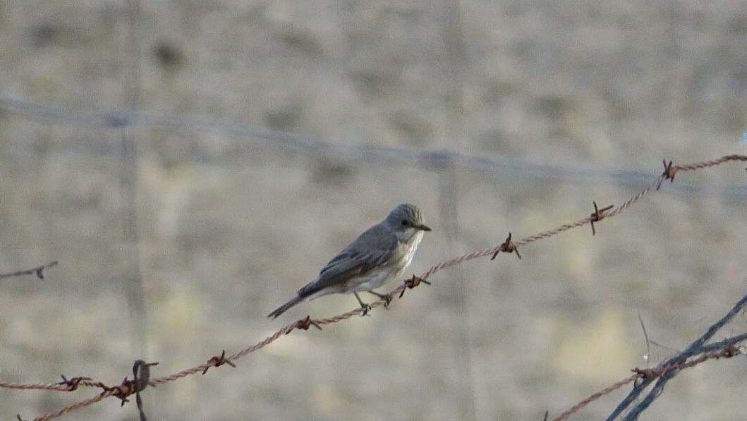 Spotted Flycatcher - ML608737926