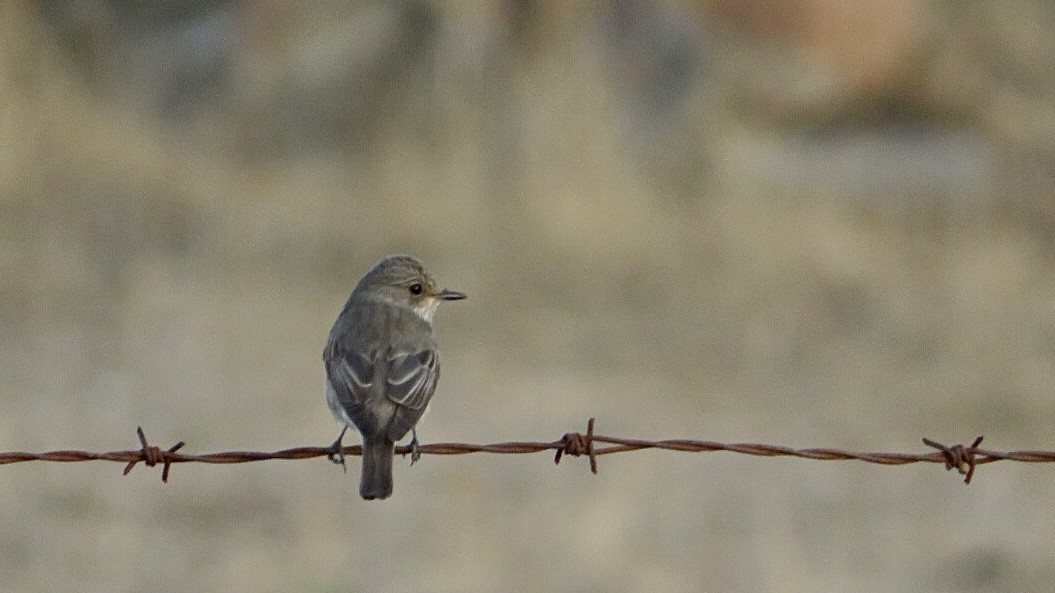 Spotted Flycatcher - ML608737927