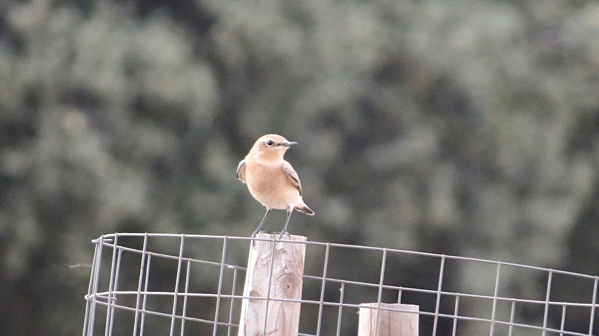 Northern Wheatear - ML608737961