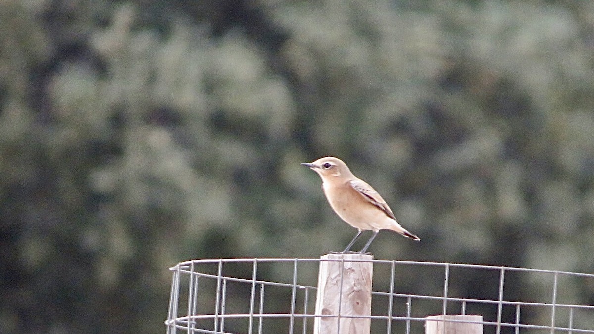 Northern Wheatear - ML608737962