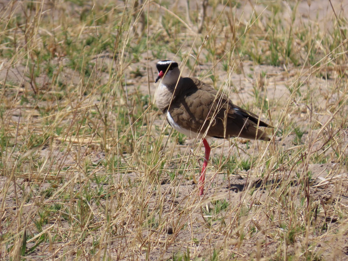 Crowned Lapwing - ML608737969