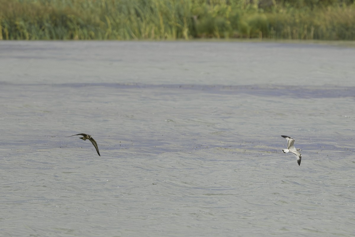 Peregrine Falcon - ML608738011