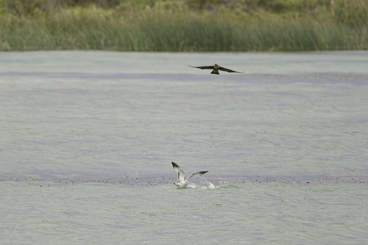 Halcón Peregrino - ML608738012