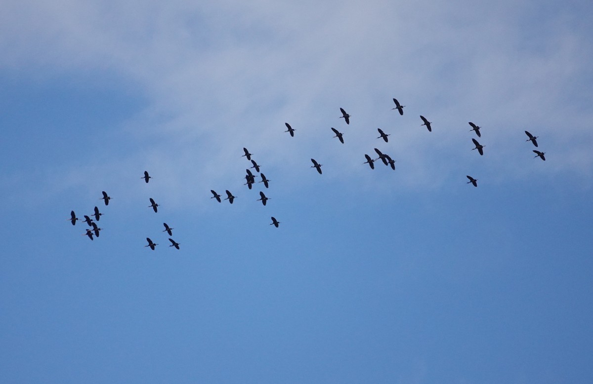 White-faced Ibis - ML608738178