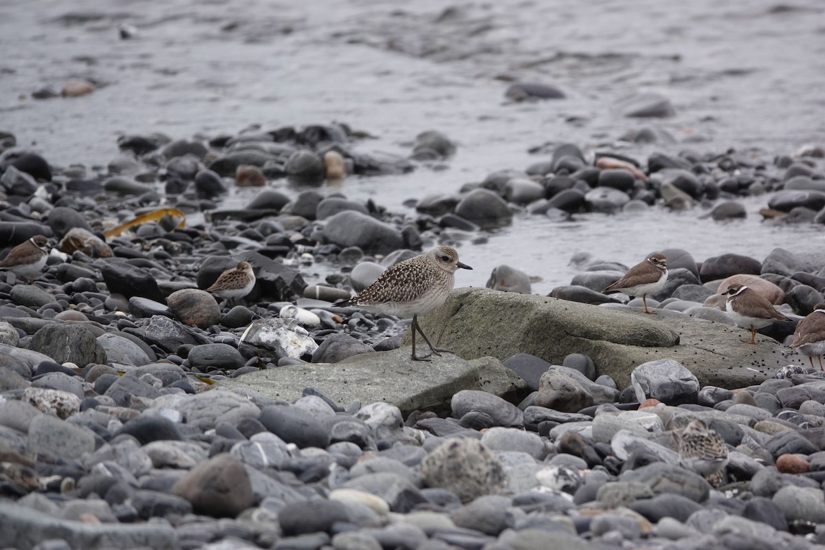 Black-bellied Plover - ML608738180