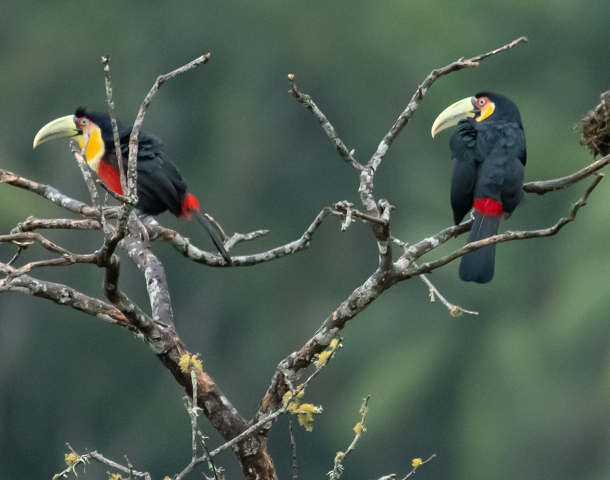 Red-breasted Toucan - ML608738188