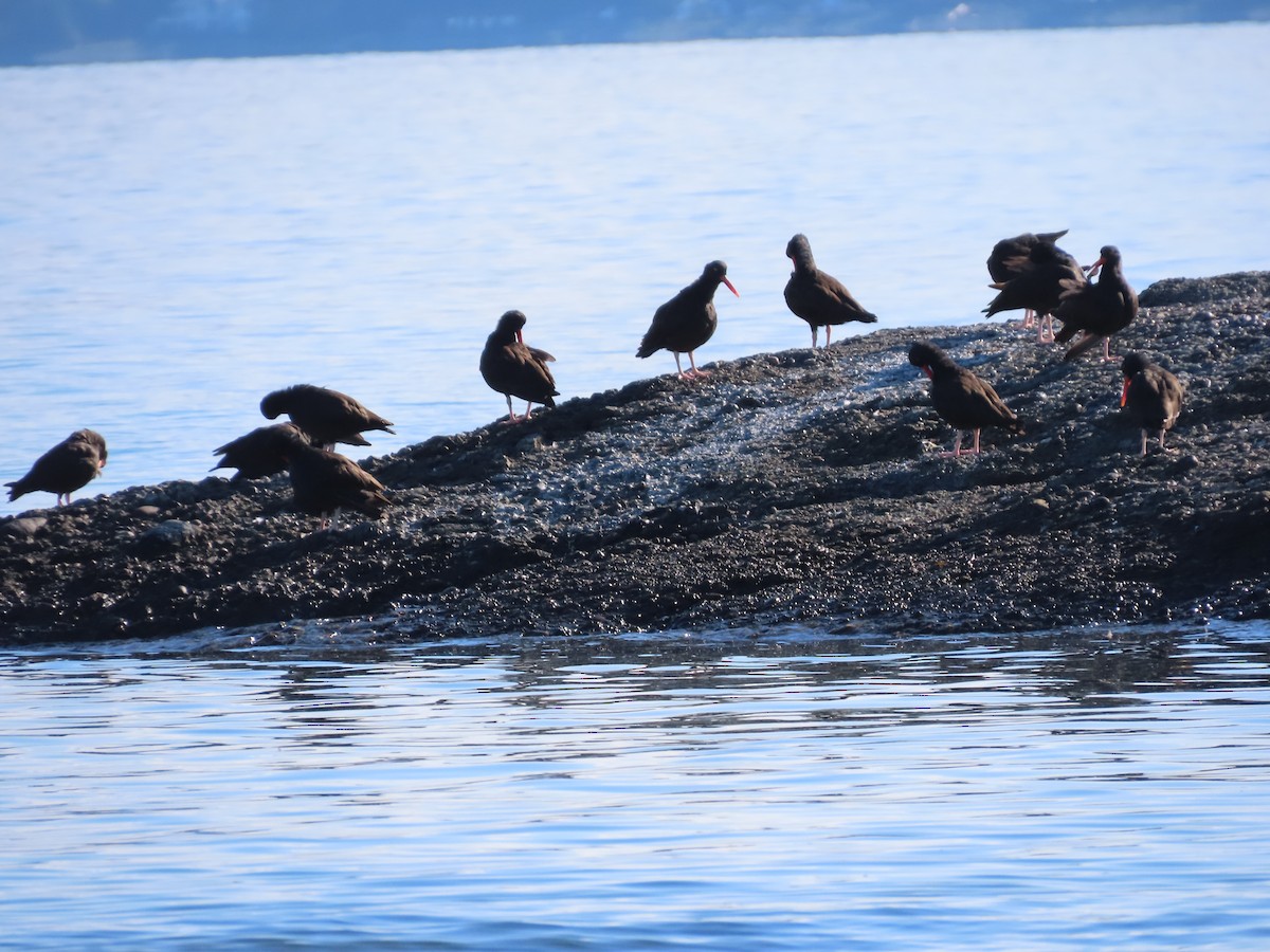 Black Oystercatcher - Suzanne Beauchesne