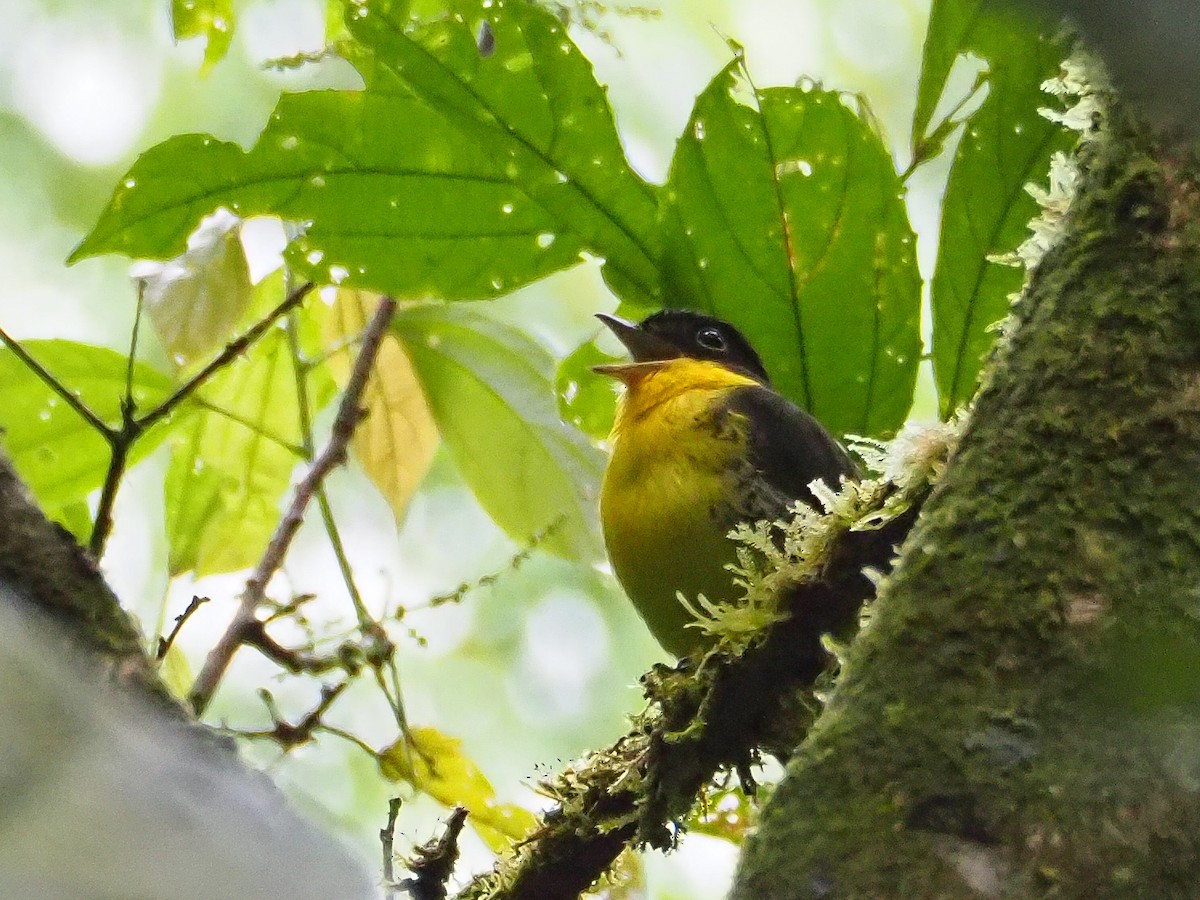 Andean Laniisoma - Jorge Humbser