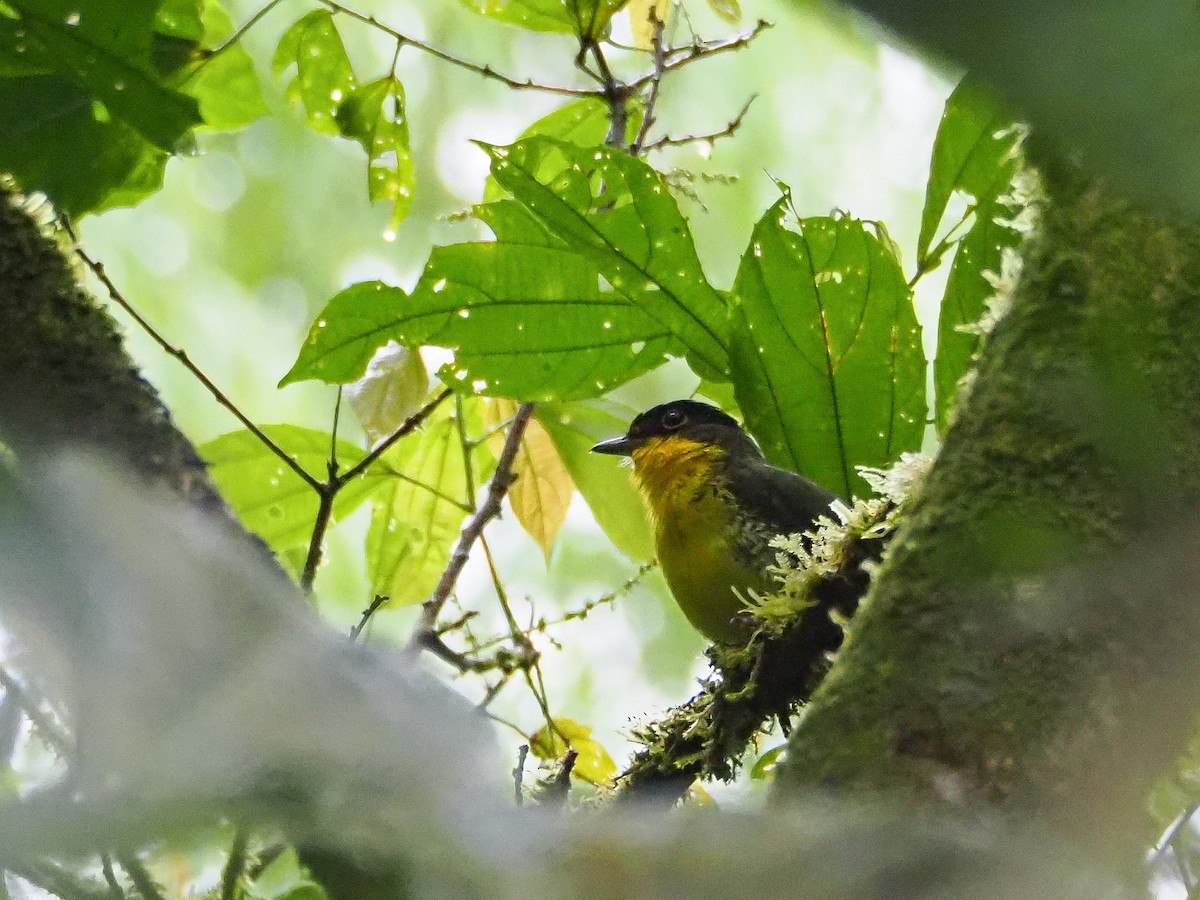 Andean Laniisoma - Jorge Humbser