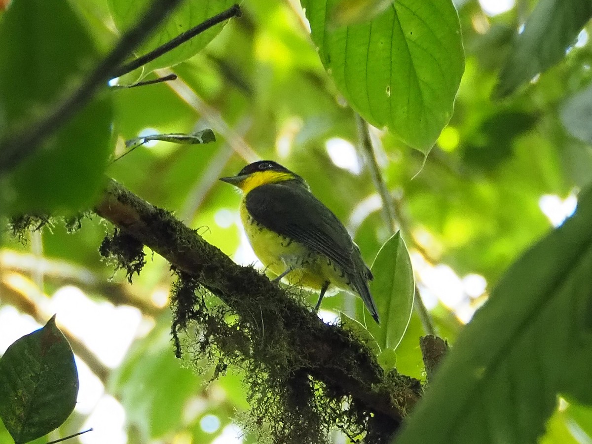 Andean Laniisoma - Jorge Humbser