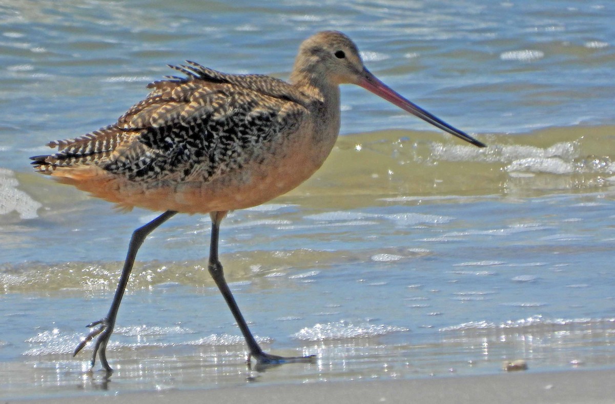 Marbled Godwit - ML608738351