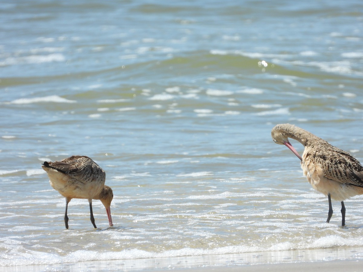 Marbled Godwit - ML608738352