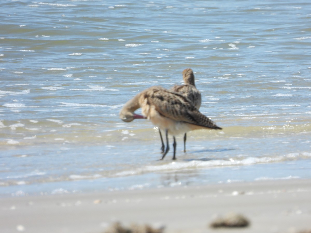 Marbled Godwit - ML608738353