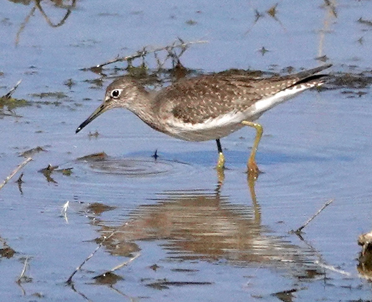 Solitary Sandpiper - ML608738367