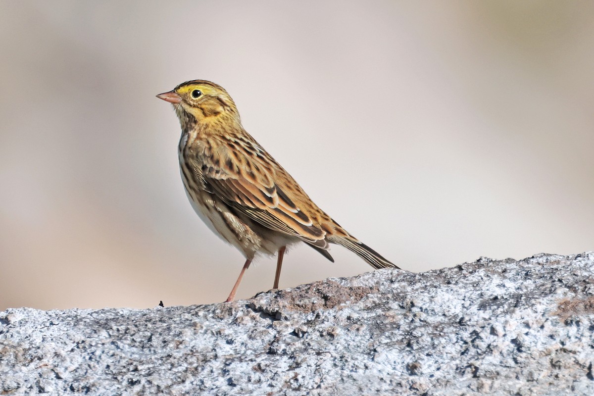 Savannah Sparrow - ML608738369