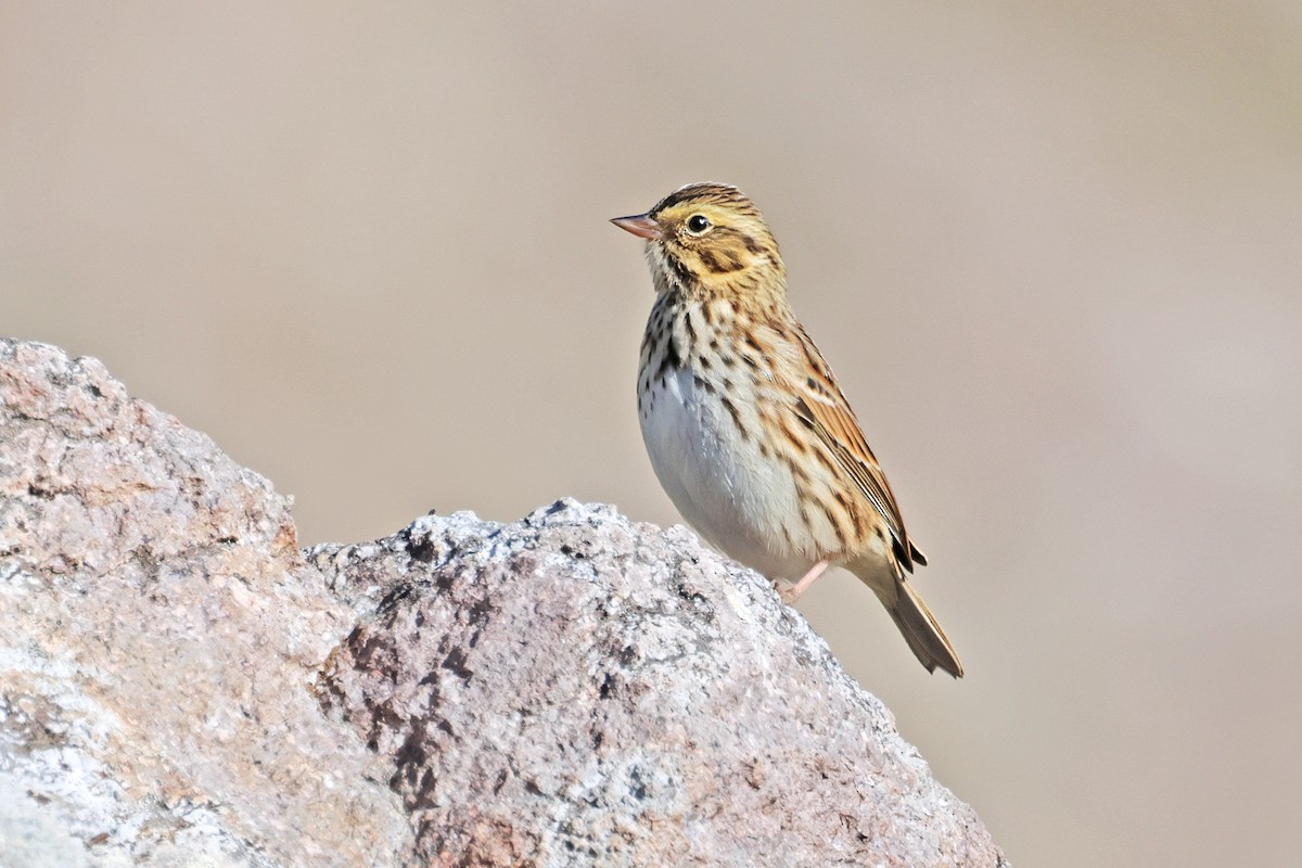 Savannah Sparrow - ML608738376