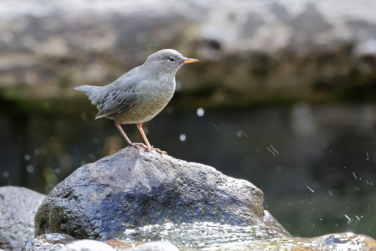 American Dipper - ML608738400