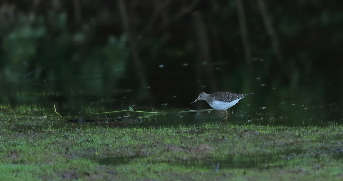 Solitary Sandpiper - ML608738401