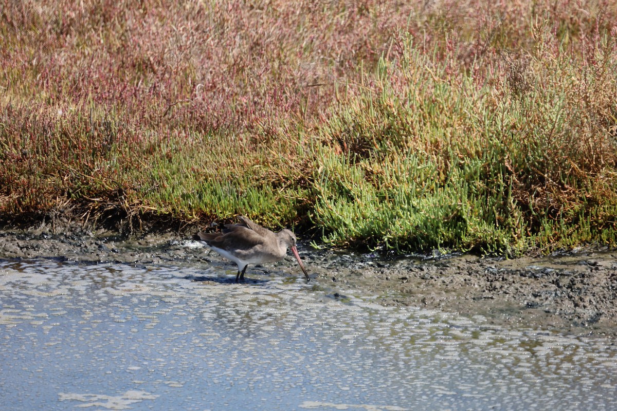 Black-tailed Godwit - ML608738402