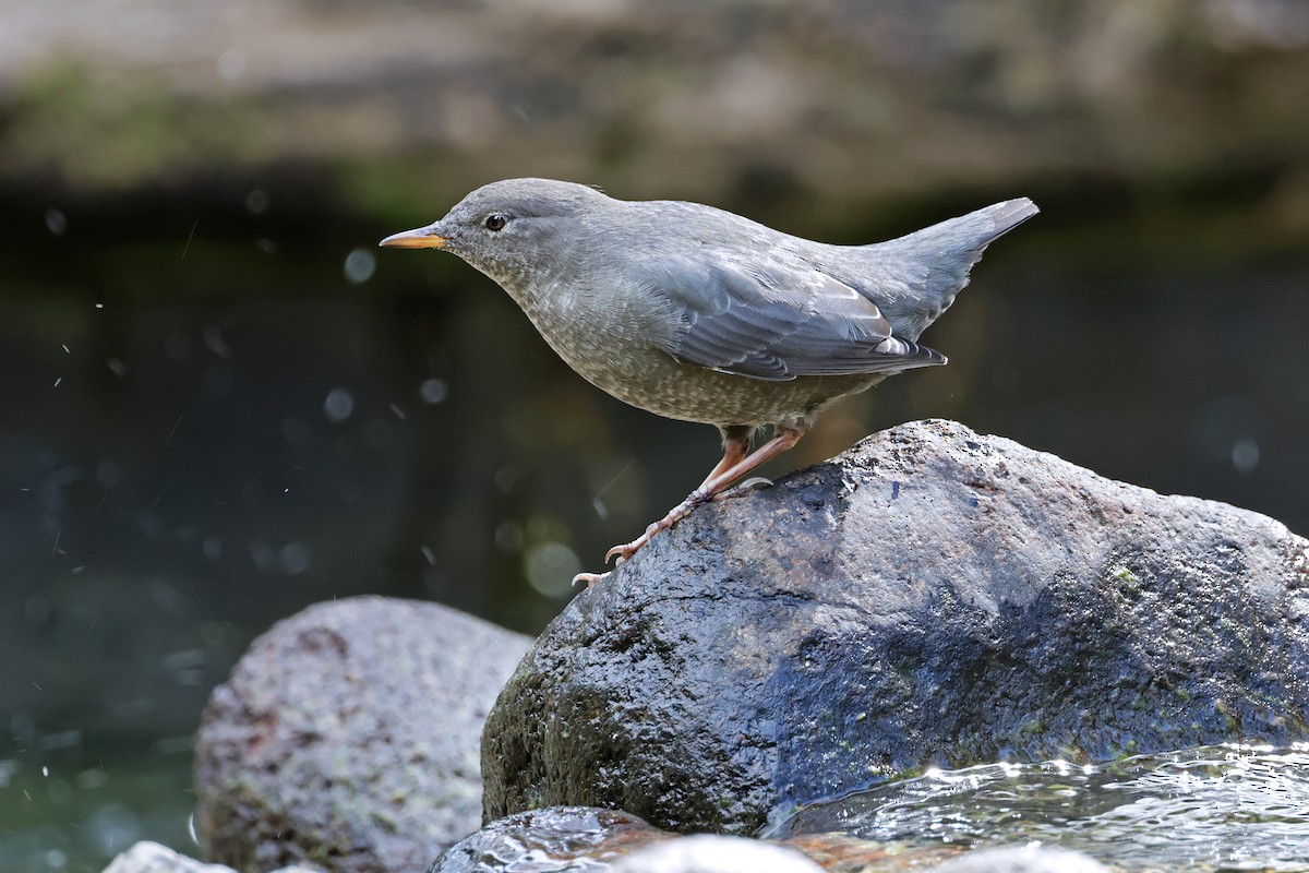 American Dipper - ML608738444