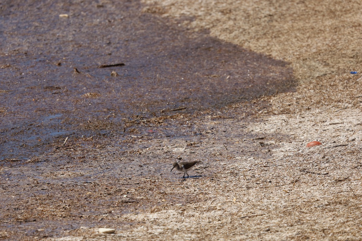 Common Sandpiper - ML608738455