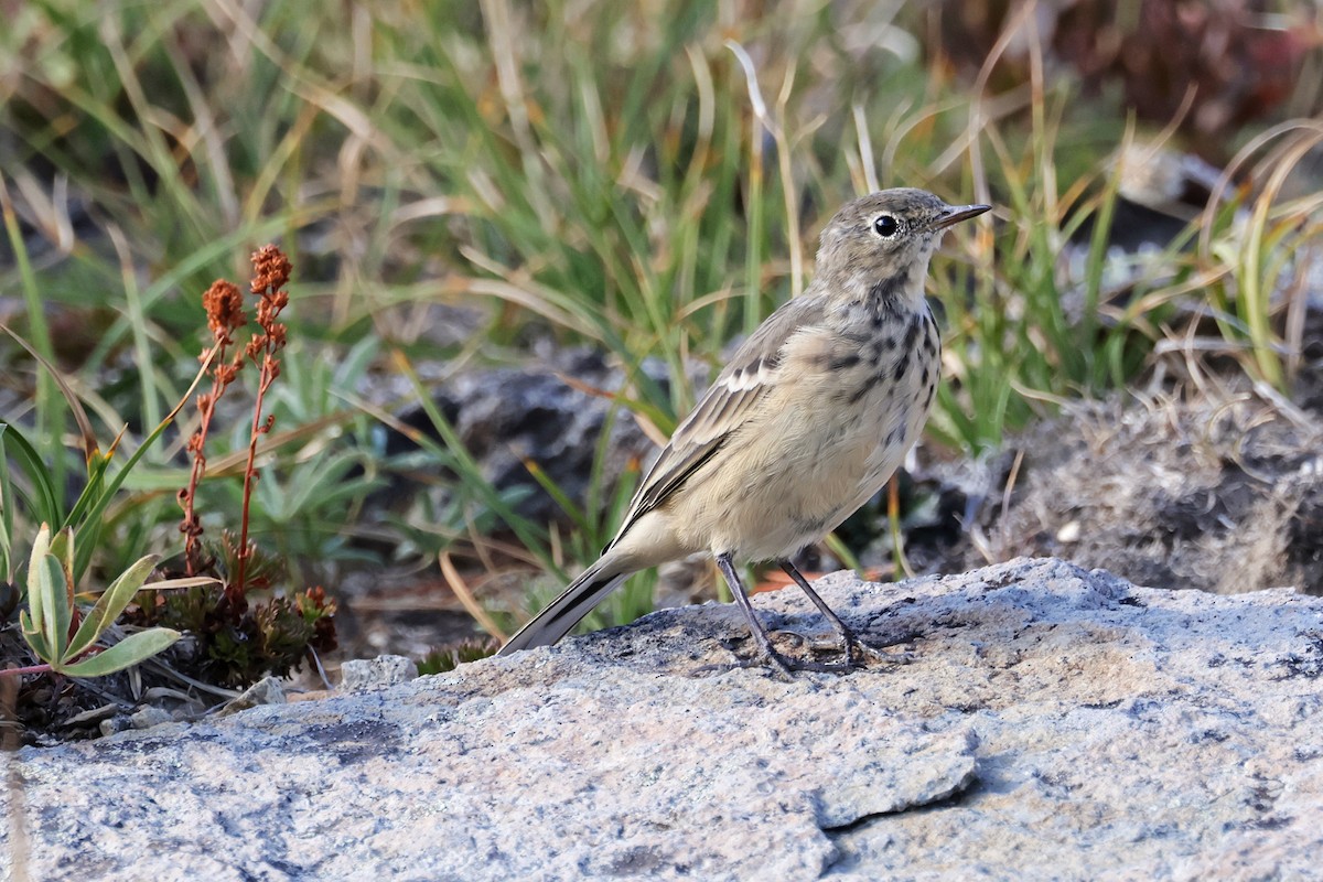 American Pipit - ML608738487