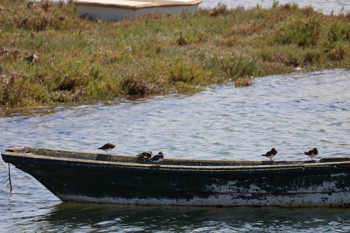 Ruddy Turnstone - ML608738492