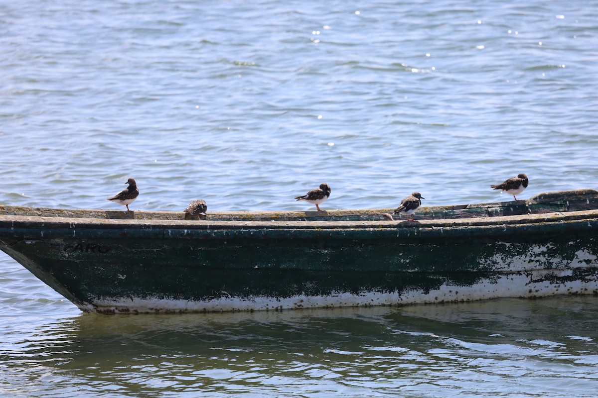 Ruddy Turnstone - ML608738493