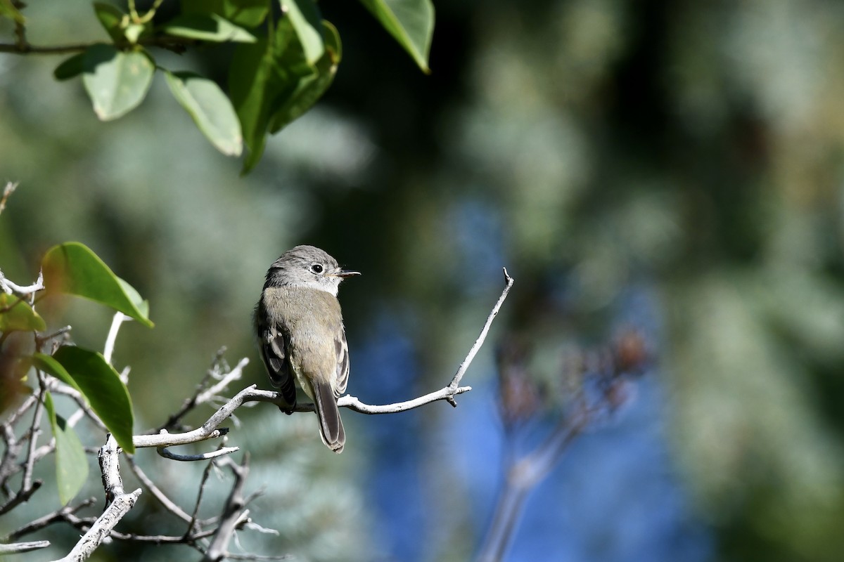 Dusky Flycatcher - ML608738800