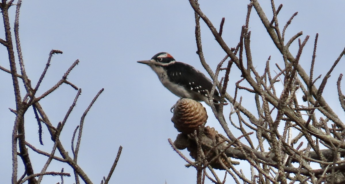 Hairy Woodpecker - ML608738856