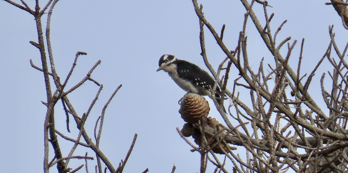 Hairy Woodpecker - Petra Clayton