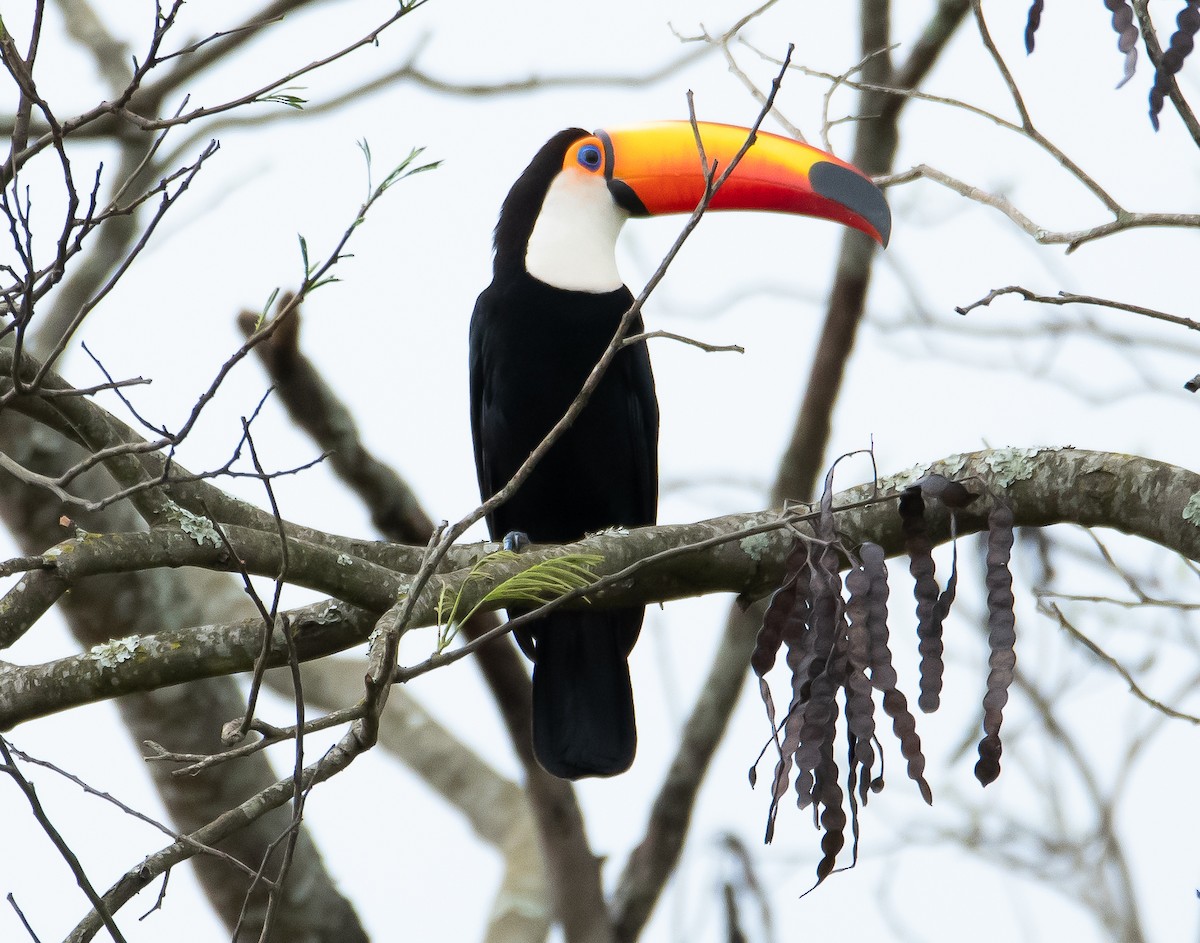 Toco Toucan - A Huang Winoto