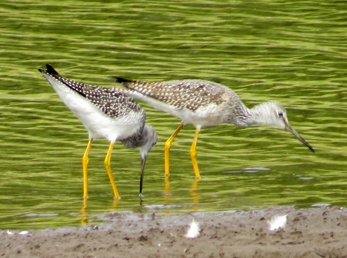 Greater Yellowlegs - ML608738912