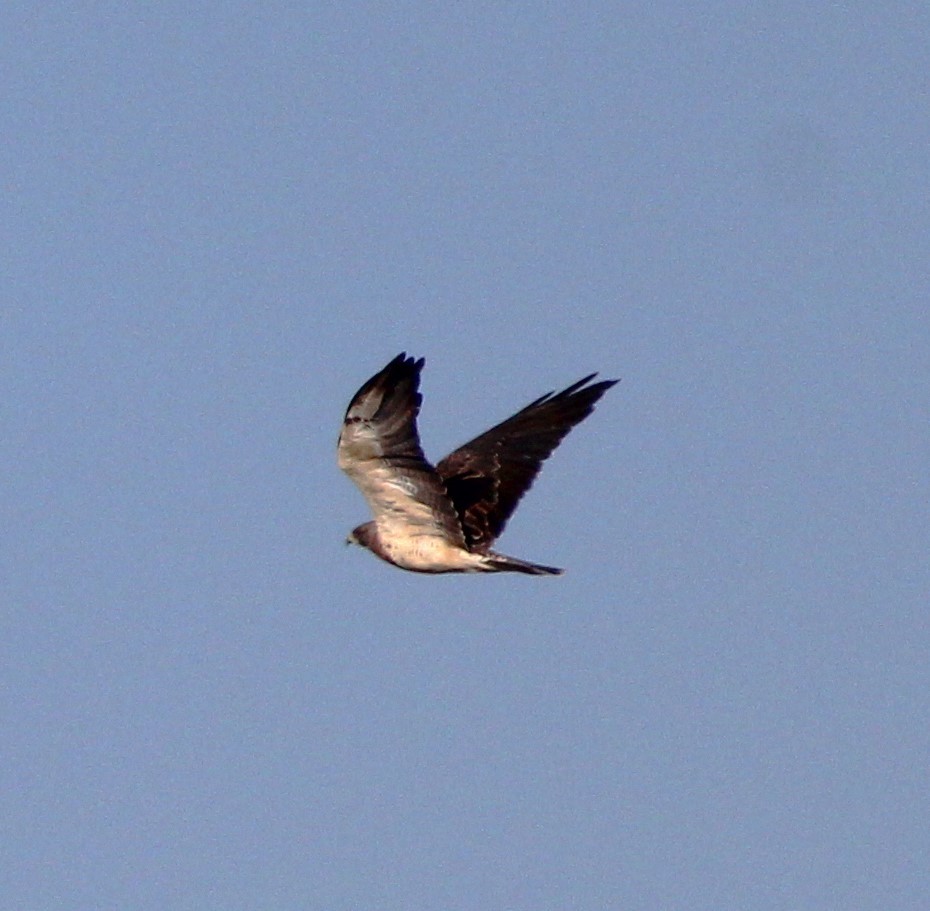 Swainson's Hawk - ML608738916